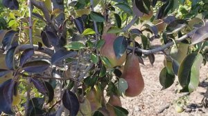 груша Бирюзовая