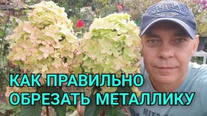 Обрезка метельчатой гортензии в зависимости от региона на примере сорта Металлика 🌸