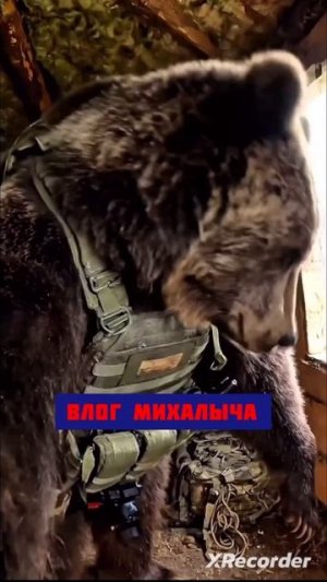 ЗАВЕЛИСЬ В БЛИНДАЖЕ ГРЫЗУНЫ...