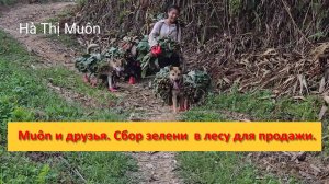 Muôn и друзья из Вьетнама. Сбор зелени  в лесу для продажи.