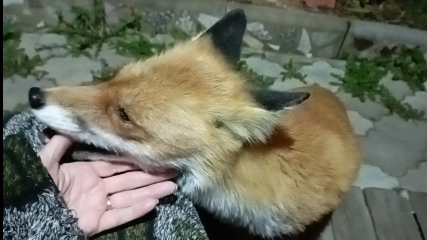 (1116) Лиса приходит в гости. Сентябрь 2025 смотреть онлайн