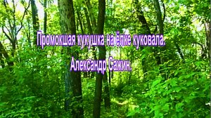 Промокшая кукушка на ёлке куковала. Александр Сажин.