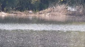 Цапля охотится. Наблюдаем за цаплей. Птицы России.  Орнитология.