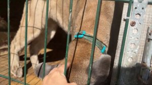 КРУТОЕ УРЧАНИЕ ПУМЫ / Шантаж рысей не удался