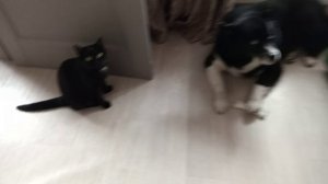 Лаки Волк держит осаду от котиков