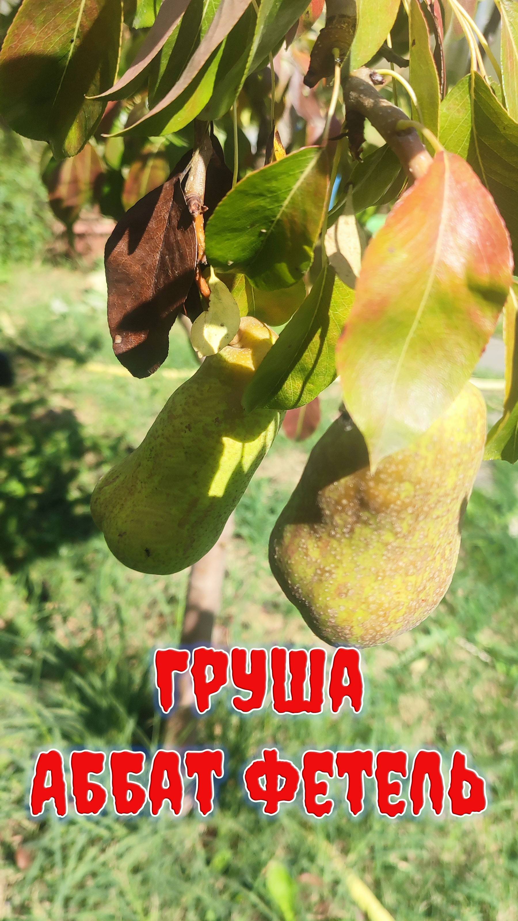 Груша Аббат Фетель мутация плодов