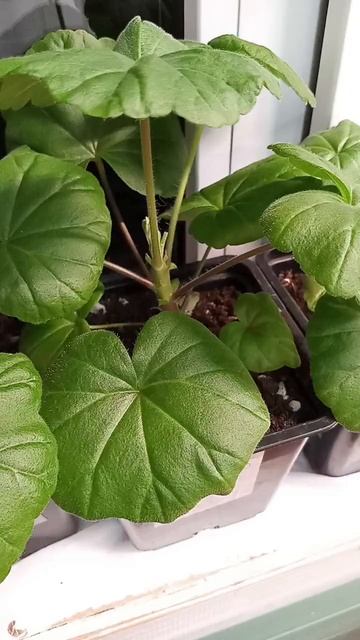 Рассада#летоэтомаленькаяжизнь