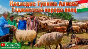Мясосально-шёрстная таджикская порода овец – как её разводят в Таджикистане? Наследие Гуляма Алиева