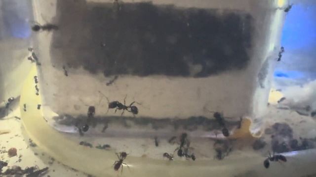 Messor Capitatus (мессор капитатус) ОПЯТЬ ПЕРЕСЕЛЕНИЕ!!!