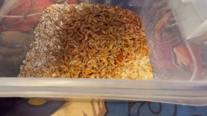 Мучной червь (знахарь) Содержание. Уход. Размножение.