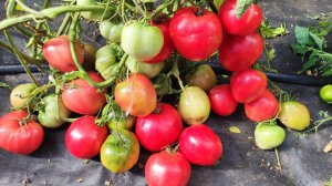 3 СОРТА ТОМАТА ПОСАДИЛ И ЗАБЫЛ, ЭТИ ТОМАТЫ НЕ ПАСЫНКУЮ