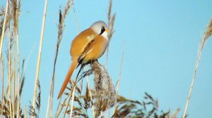 Усатая синица. Самец ( Panurus biarmicus )