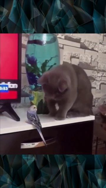 Кошка и попугай смотреть онлайн