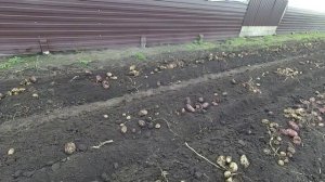 Копка картофеля 2  Сентябрь 2025