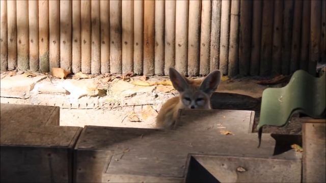 Фенеки проснулись 15.09.2025 смотреть онлайн