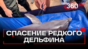 Дельфин-афалина заблудился в Кубани: как волонтеры и местные жители спасли краснокнижника