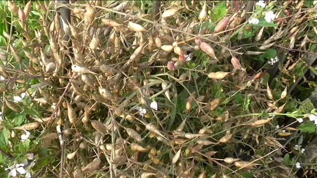 Сбор семян редиса