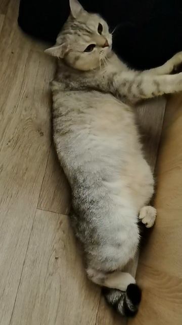 не судьба  #кухня #готовка #мужижена #юмор #прикол #приколы #кошкаСоня #смешныеживотные  18-09-2025