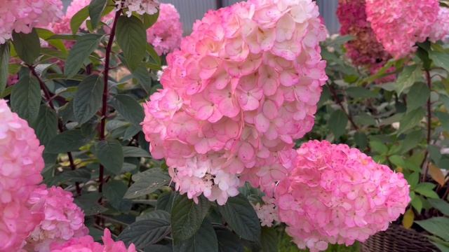 Осенний взрыв красок у метельчатых гортензий. смотреть онлайн