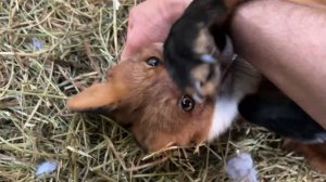 Лиса-Алиса. Лис Игнис всех разбудил ночью