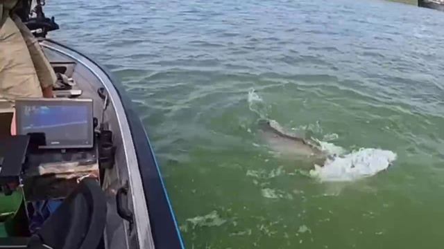 Поклёвка трофейного сома🔥Сколько же адреналина он подарил🤤