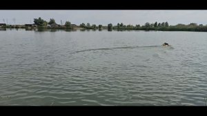 Мы это сделали... Бюджетный прикормочный кораблик от piXel RC с автопилотом.