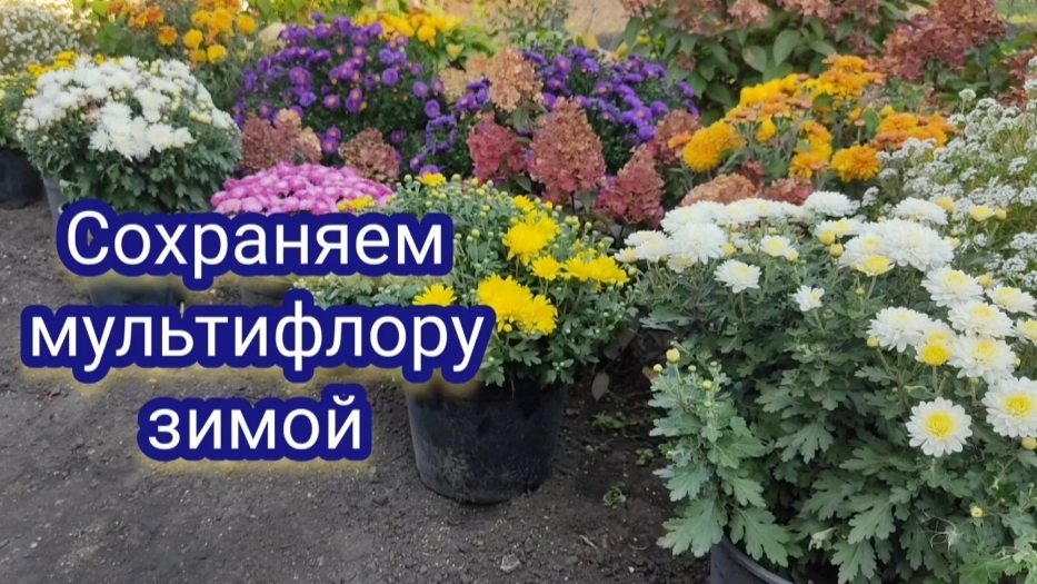 Хризантема мультифлора. Как сохранить зимой. Какой материал взять для зимнего сохранения. смотреть онлайн