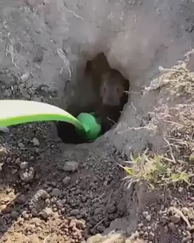 когда решил помочь суслику