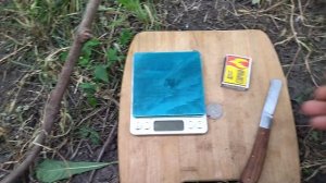 Гф Бронислав селекции Калугина В. М с очень плотной хрустящей ягодой.