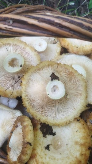 СОБИРАЕМ СЫРЫЕ ГРУЗДИ ЧАСТЬ 1