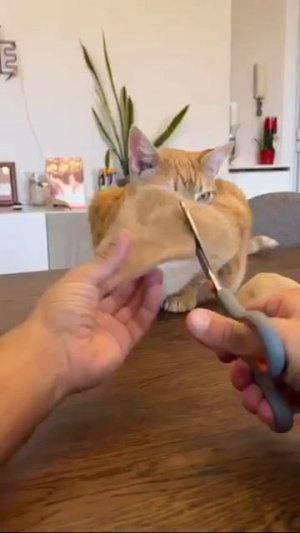 Котошапка своими руками 👐