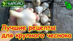 ЧЕСНОК ЗАМАЧИВАТЬ НЕ ОБЯЗАТЕЛЬНО, но желательно. Лучшие способы замачивания чеснока перед посадкой.