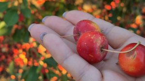 Яблоня РАНЕТКА