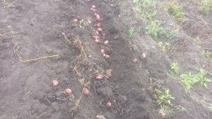 Сорта картофеля Синеглазка и Эволюшн в 2025 году.