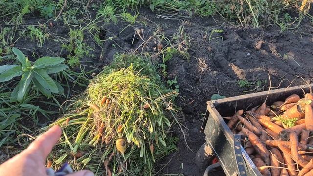 Нагрузила кузовок/ убираю овощи/ Продвижение у Олега смотреть онлайн