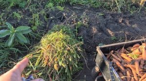 Нагрузила кузовок/ убираю овощи/ Продвижение у Олега