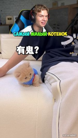 Самый МИЛЫЙ Котенок в Мире! 😍🐱 #shorts #шортс #кот #животные #интересно #котенок #милота #lisfox