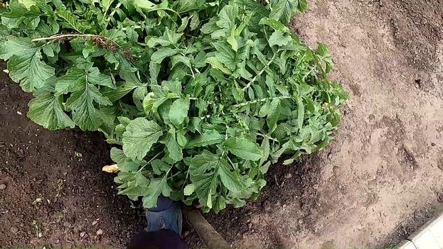 Уборка дайкона