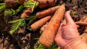 Хватит на целый год!! Огромный урожай моркови!!