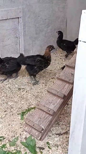 куры#летовподмосковье