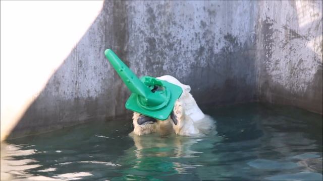 Каю понравилось прыгать с конусом в воду 15.09.2025 смотреть онлайн