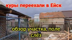 Ейск-Александровка. Обзор участка, поле слёз. Куры переехали. Ливень...