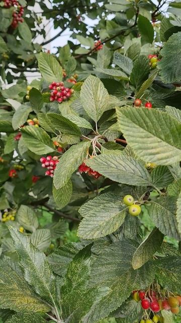 Созревают плоды. Кто точно знает, что это? Дата съёмки: 17.09.2025.