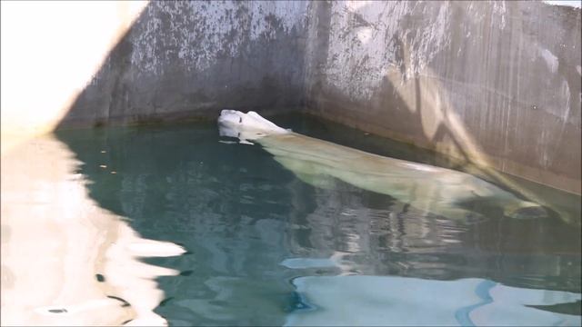 Кай долго ходил с конусом, прыгнул в воду, бросил его на решётку и замер в воде 15.09.2025 смотреть онлайн