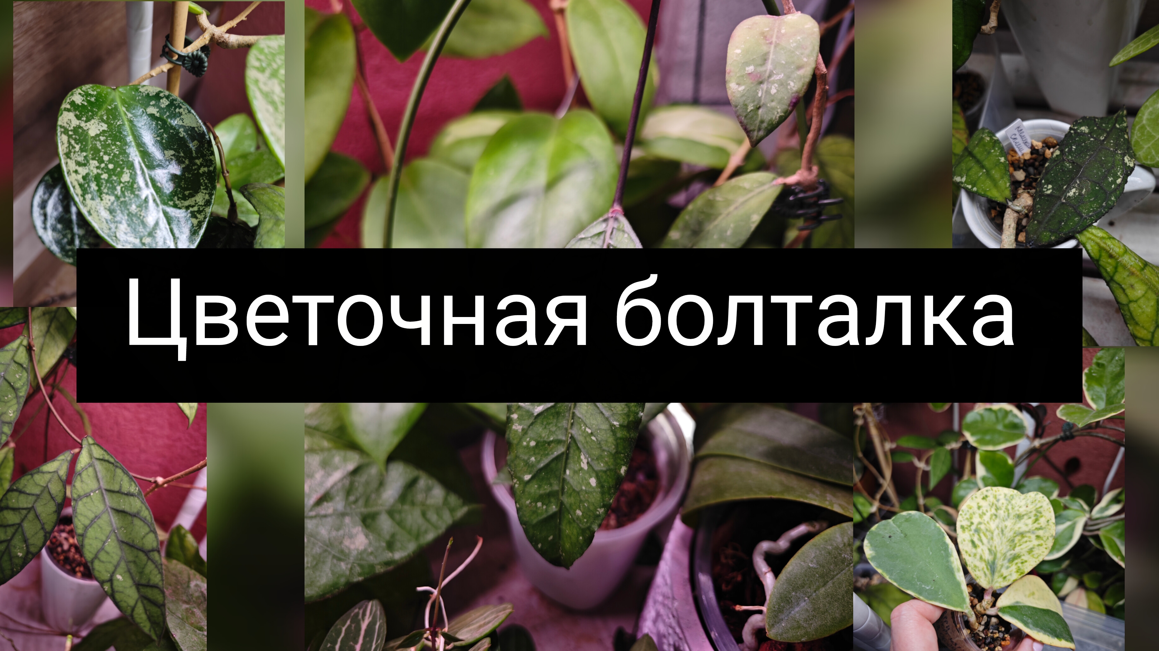 цветочная болталка смотреть онлайн