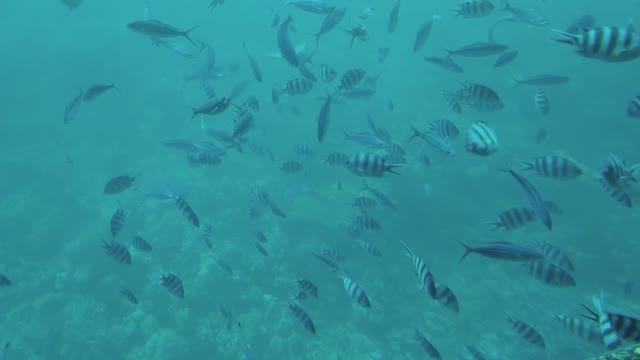 капитан Немо смотреть онлайн