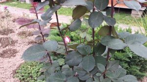 ХОББИ-ВЛОГ. Роза Барон Эдмон де Ротшильд.