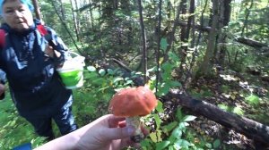 Пошли зимние грибы, в лес 17 сент 2025