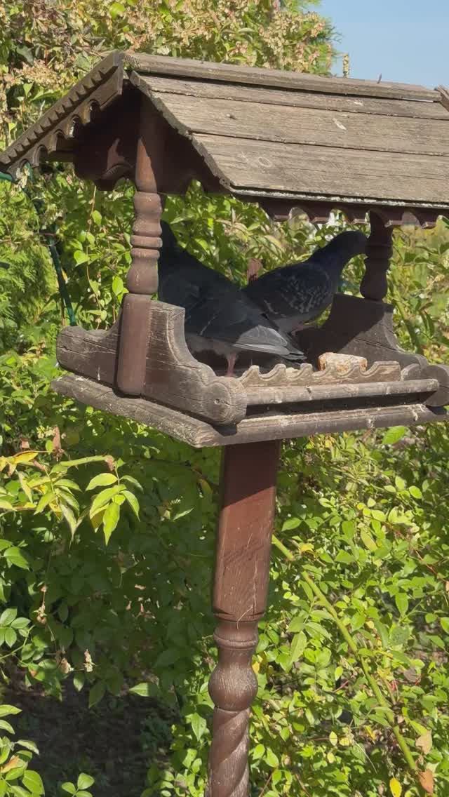 Красивая парочка)))