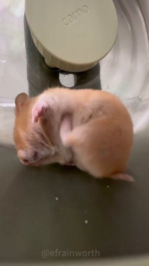 такие милахи 😅🤗🤗
подписывайтесь на перчик🌶🌶 тут всё для хорошего настроения☺☺☺